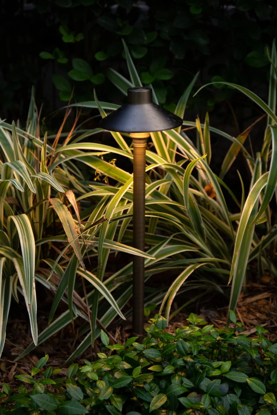Bronze path light illuminating low planting after dark
